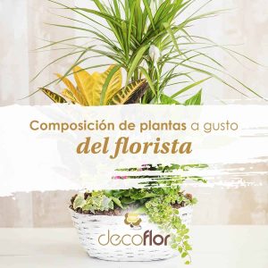 Composición de plantas a gusto del florista